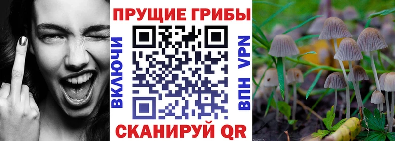наркотики  Дербент  Псилоцибиновые грибы GOLDEN TEACHER 